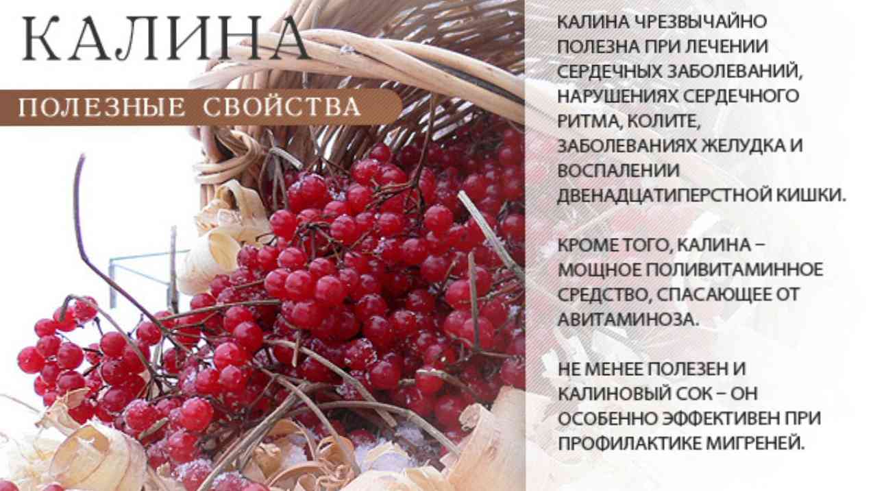 Рецепты Из Калины В Домашних Условиях