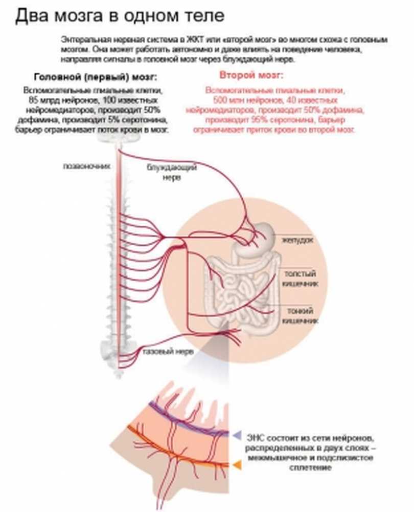 Второй мозг. Энтеральная нервная система кишечника. Энтеральная система кишечника. Энтеральная нервная система ЖКТ.