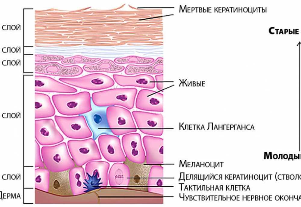 Живой слой. Блестящий слой кожи. Клетки рогового слоя. Зернистый слой кожи. Кератинизации клеток кожи.