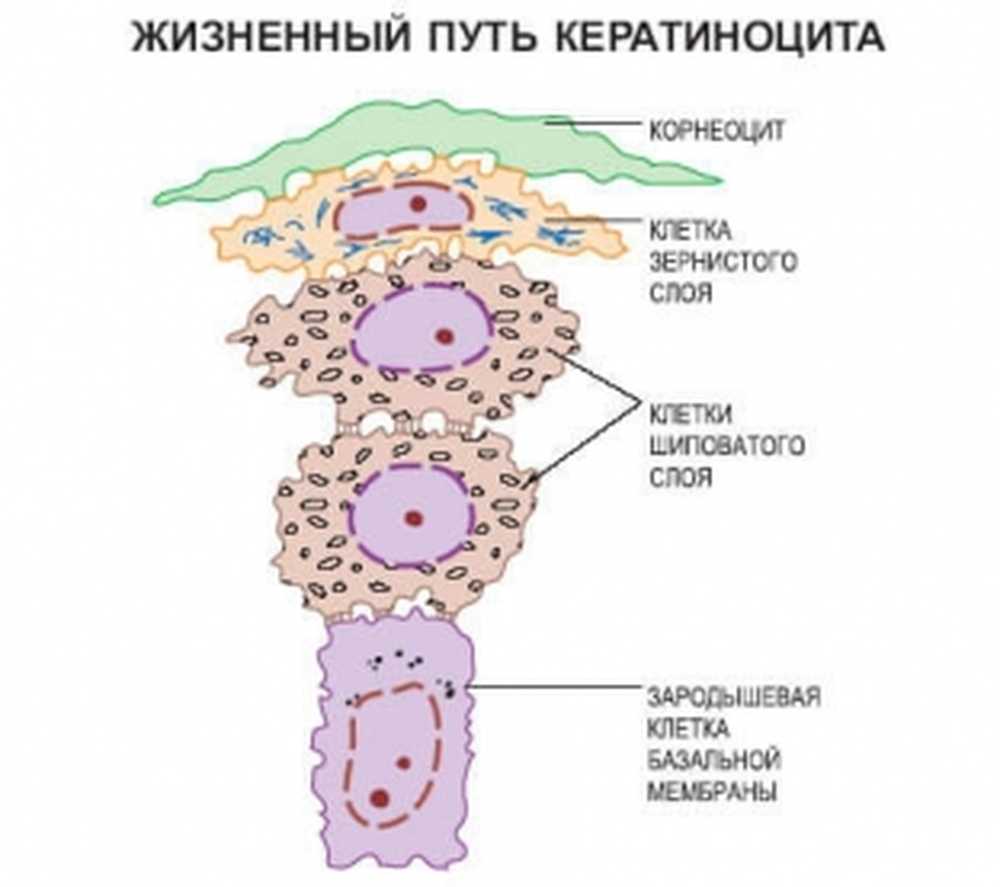 Базальные клетки. Кератиноциты строение клетки. Кератиноциты эпидермиса строение. Жизненный цикл клетки эпидермиса. Кератиноциты шиповатого слоя эпидермиса.