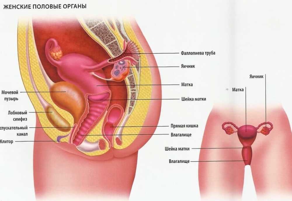Расположение женских органов фото. Анатомия мочеполовой системы женщины. Строение женской репродуктивной системы наружные. Женский половой орган строение. Женская половая/система анатомия наружная строение.