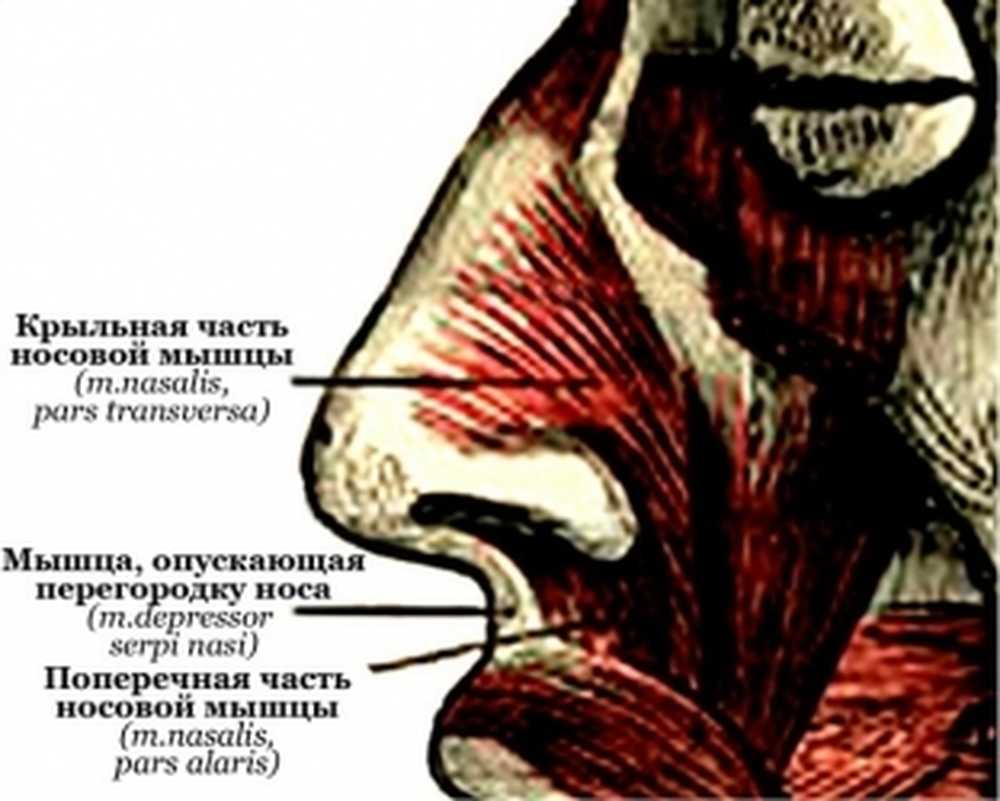 Мышцы носовой полости