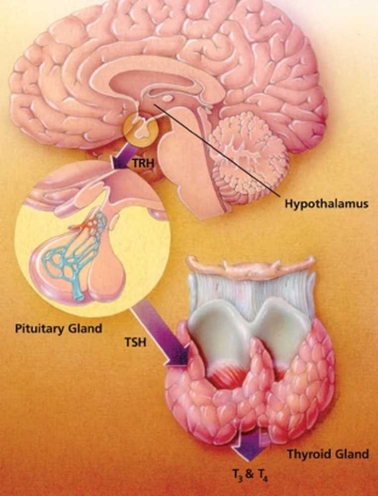 Влияние щитовидной железы. Гипоталамус гипофиз щитовидная железа. Гипоталамус гипофиз щитовидная железа схема. Функциональная ось гипоталамус-гипофиз-щитовидная железа. Hypophysis (pituitary Gland).