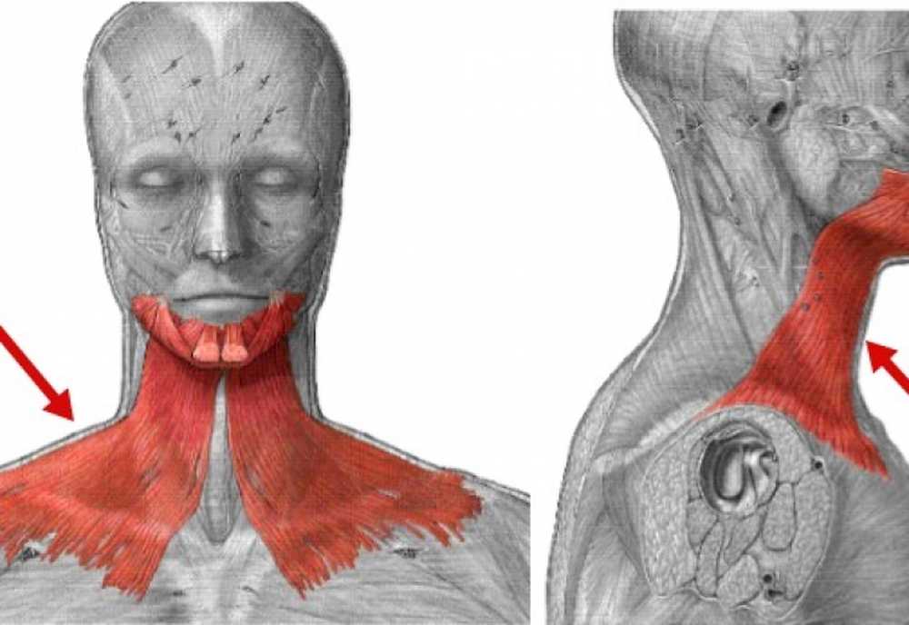 Платизма это. Подкожная мышца шеи platysma. Платизма мышца шеи анатомия. Упражнения для мышцы шеи платизмы.