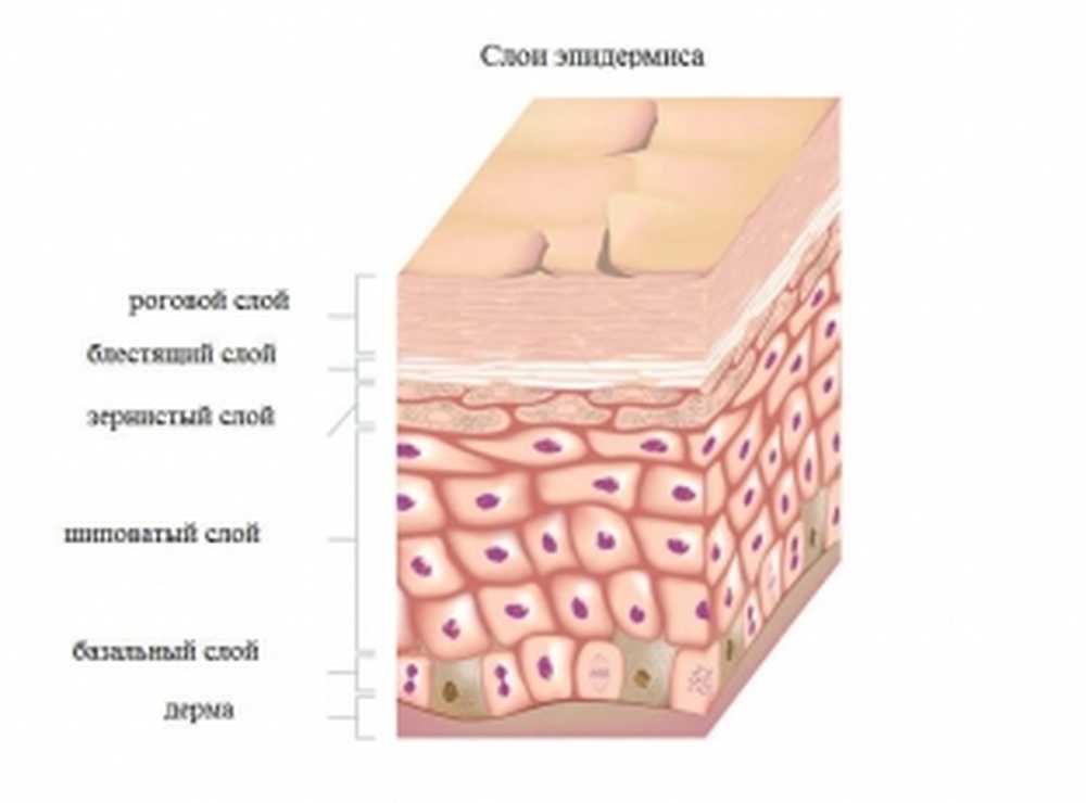 Строение эпидермиса. Строение эпидермиса кожи роговой слой. Слои кожи базальный шиповатый. Ростковые слои эпидермиса толстой кожи. 5 Слоев эпидермиса кожи.