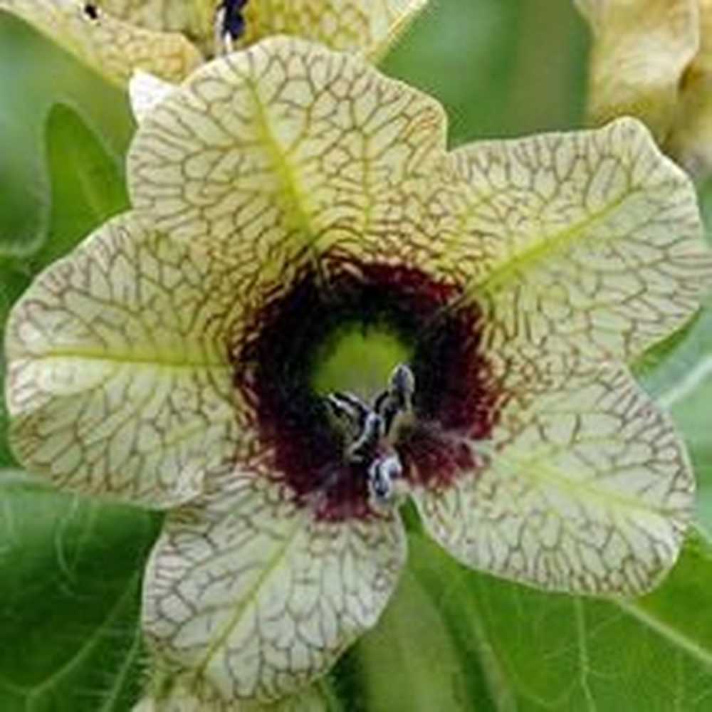 Хелена белена. Белена наркотик. Белена где растет. About Henbane Flower.