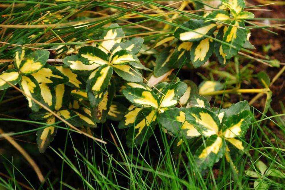 Растения с желто зелеными листьями с фото