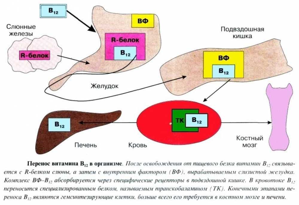В 12 в организме. Схема метаболизма витамина в12. Схема обмена витамина в12. Витамин в12 синтезируется в организме. Схема обмена витамина b12.
