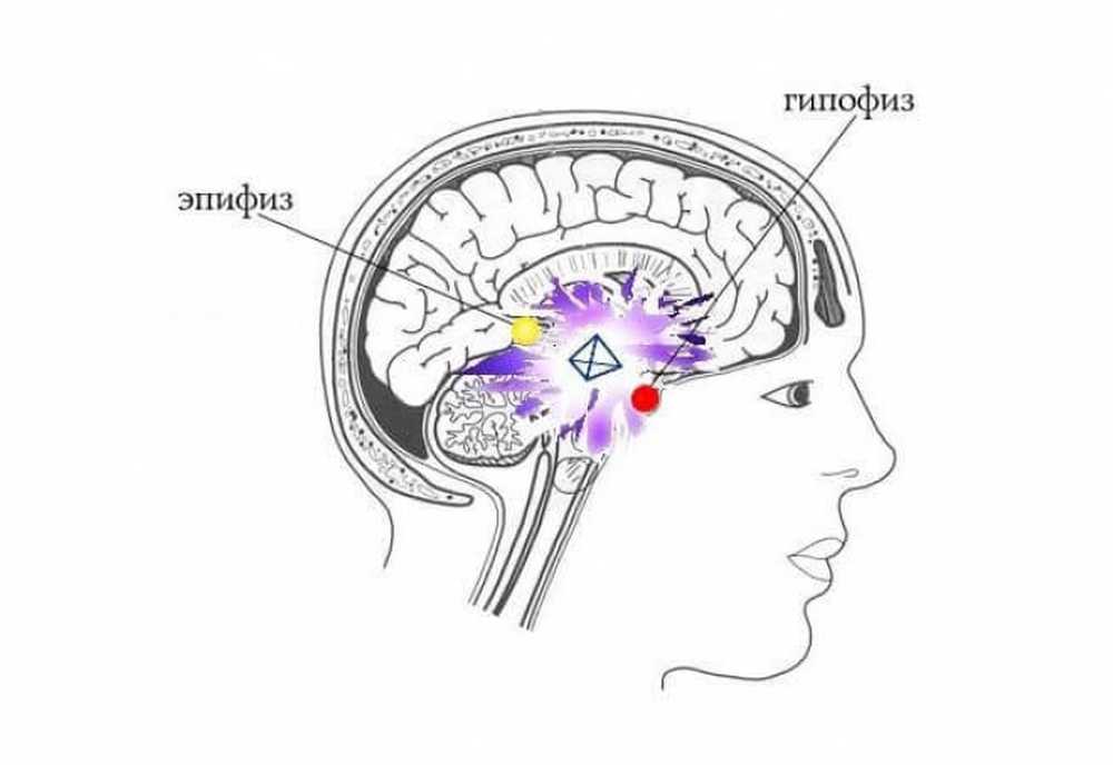 Шишковидная железа активация. Гипофиз гипоталамус шишковидная железа. Таламус гипоталамус эпифиз. Обызвествление шишковидной железы. Гипофиз и эпифиз головного мозга.