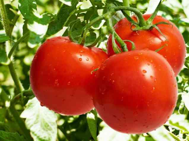 Prednosti rajčice. Kako su rajčice korisne? - Slatkiš