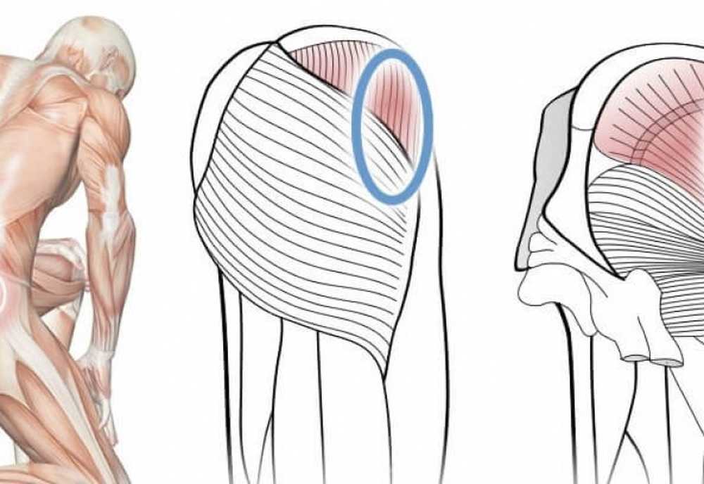 Болит ягодичная мышца. Средняя ягодичная мышца m. gluteus Medius. Gluteus Minimus мышца. Средняя ягодичная мышца упражнения. Большая ягодичная мышца анатомия упражнения.